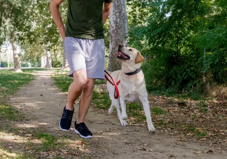 Man-Running-with-Labrador-Retriever