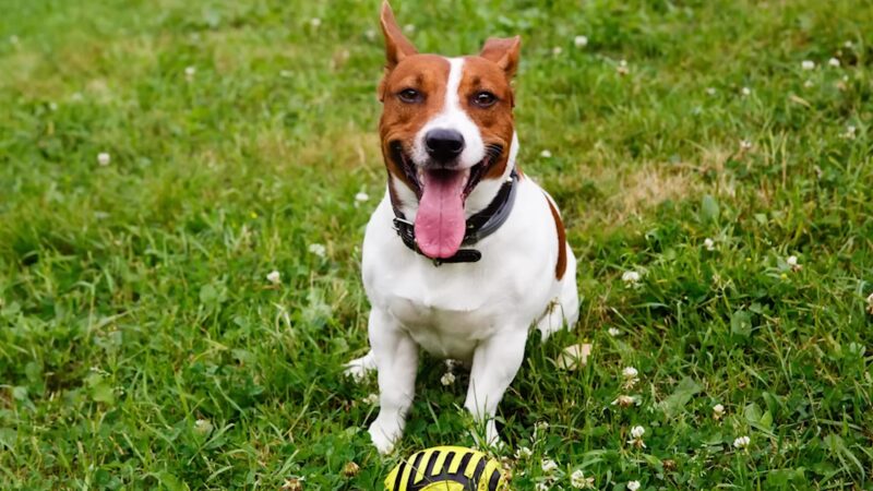 Jack Russell Terrier - Trening