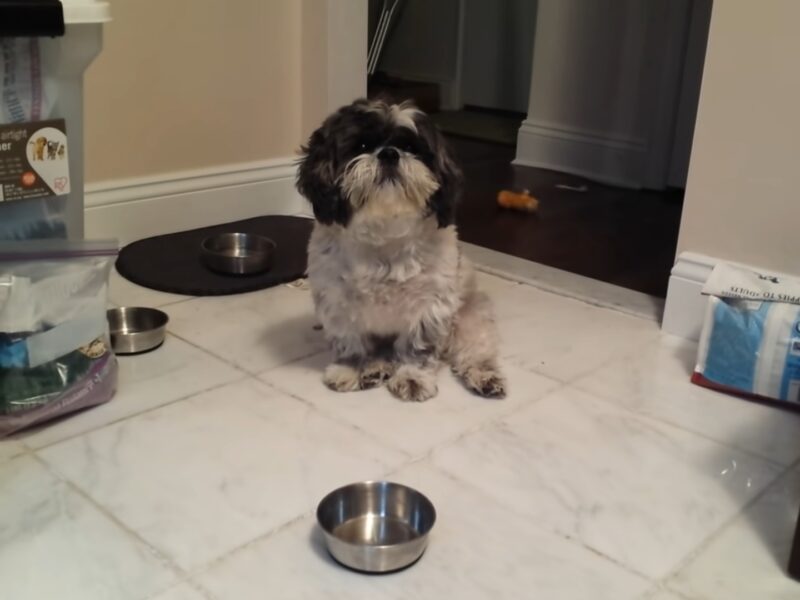 shih tzu with a bowl