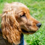 Pas sa dugom, svetlom, sjajnom dlakom stoji na travi i gleda u stranu