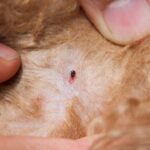 Buva zakačena za kožu psa dok vlasnik razdvaja dlaku da je pokaže