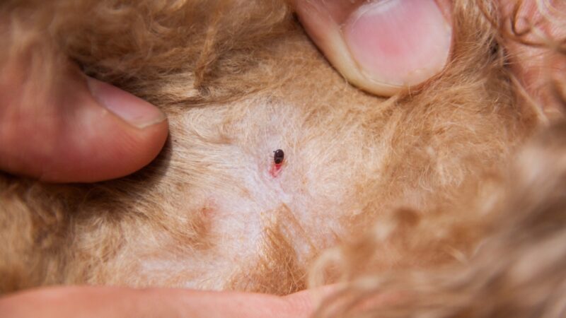 Buva zakačena za kožu psa dok vlasnik razdvaja dlaku da je pokaže