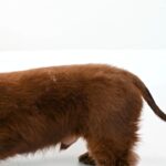 Pas sa vidljivom peruti na leđima i suvom dlakom