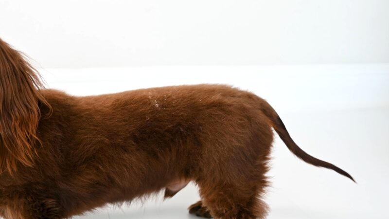 Pas sa vidljivom peruti na leđima i suvom dlakom