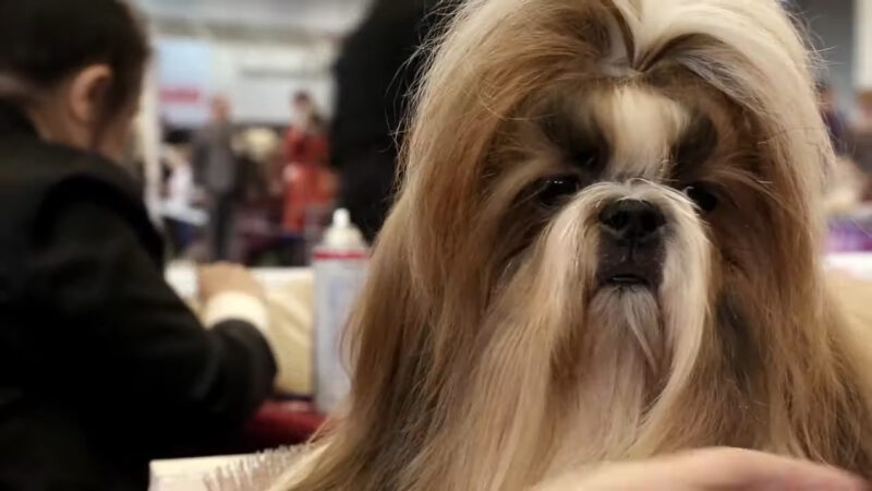 Shih Tzu