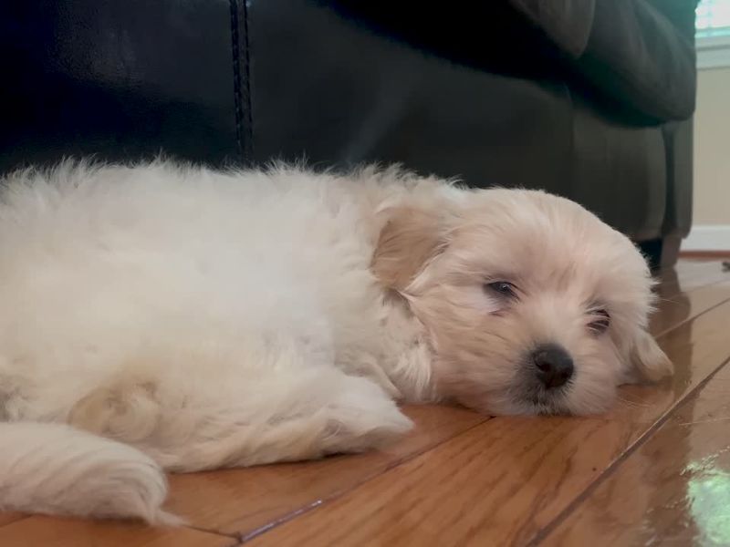 Tedi asocira na mekoću, Oskar na eleganciju, dok Leo simbolizuje kraljevsku snagu i gracioznost.