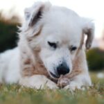 Pileće kosti su opasne za pse – lako se lome i mogu izazvati ozbiljne povrede.