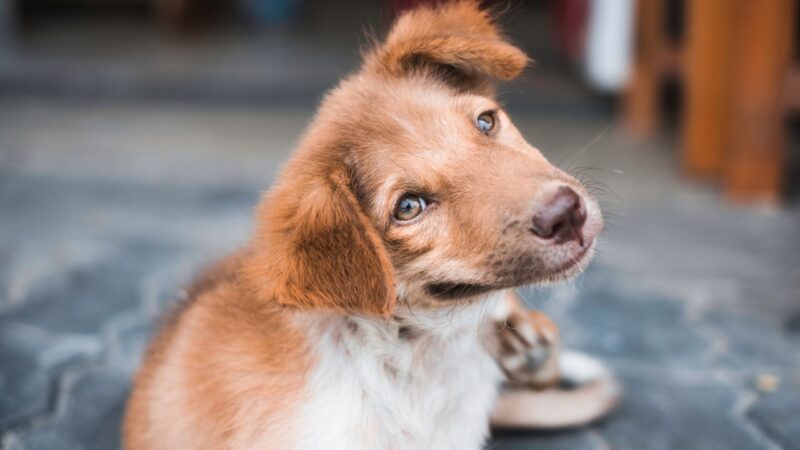 Smeđi pas sedi i češe se zadnjom šapom