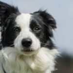 Crno-beli border koli gleda pravo u kameru na otvorenom