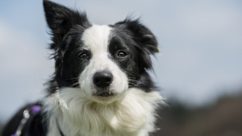 Crno-beli border koli gleda pravo u kameru na otvorenom