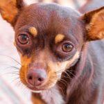 Smeđa čivava sa krupnim očima i uspravnim ušima stoji na pločicama i gleda pravo u kameru