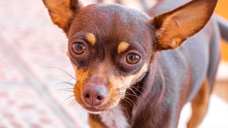Smeđa čivava sa krupnim očima i uspravnim ušima stoji na pločicama i gleda pravo u kameru