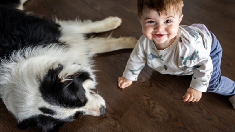 Malo dete puzi po podu dok border koli leži pored njega