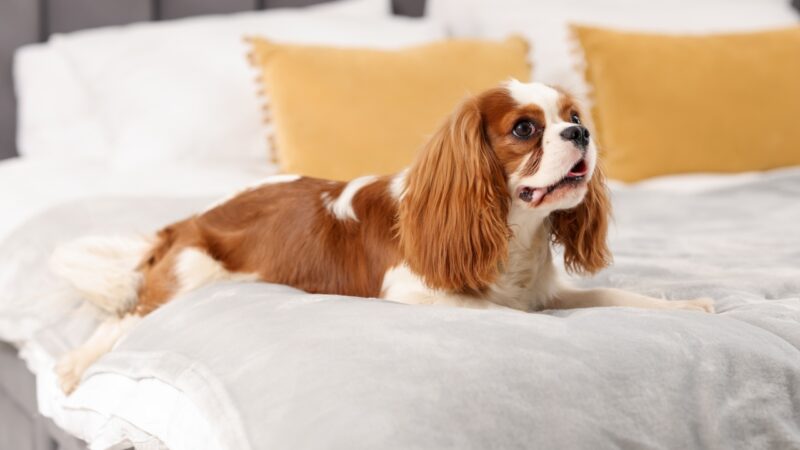 Kavalirski španijel leži na krevetu u sobi