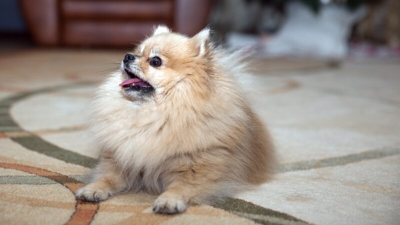 Pomeranac leži na tepihu u stanu, otvorenih usta