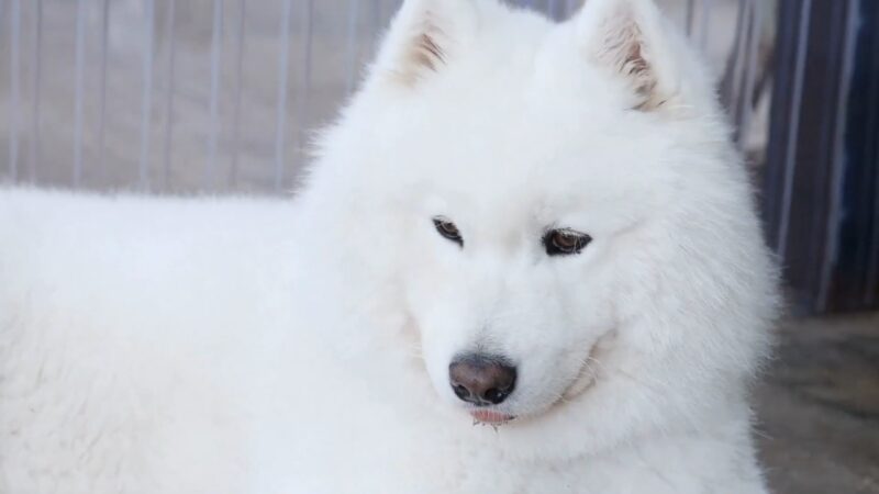 Beli samojed krupno u kadru gleda blago u stranu