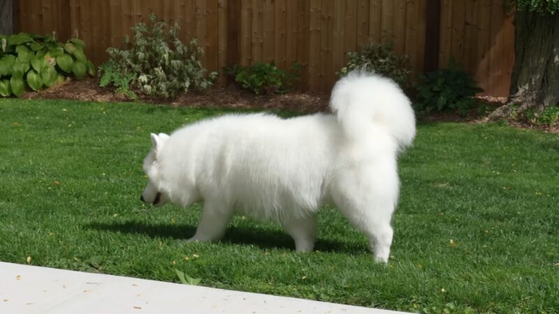 Beli samojed šeta po travi u dvorištu pored ograde