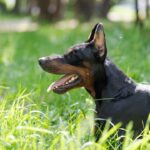 Doberman leži u travi na suncu i posmatra okolinu