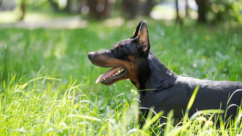 Doberman leži u travi na suncu i posmatra okolinu