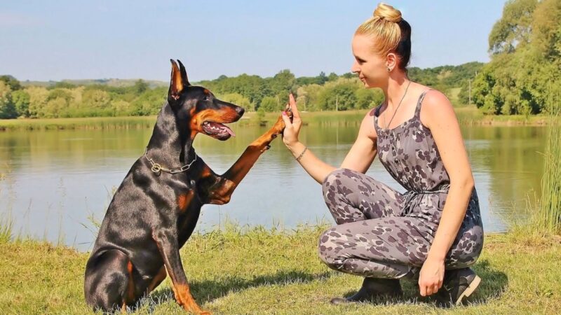 Vlasnica daje dobermanu komandu i pas podiže šapu pored reke