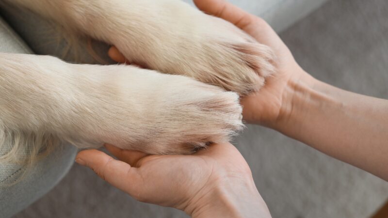 Osoba drži pseće šape u krupnom planu