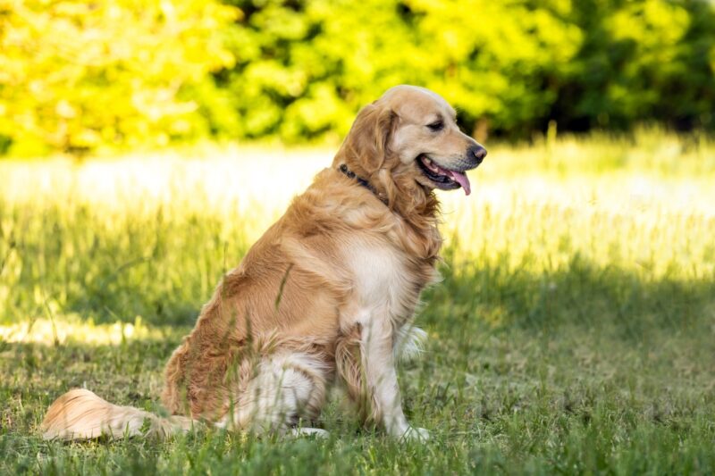 zlatni retriver u prirodi