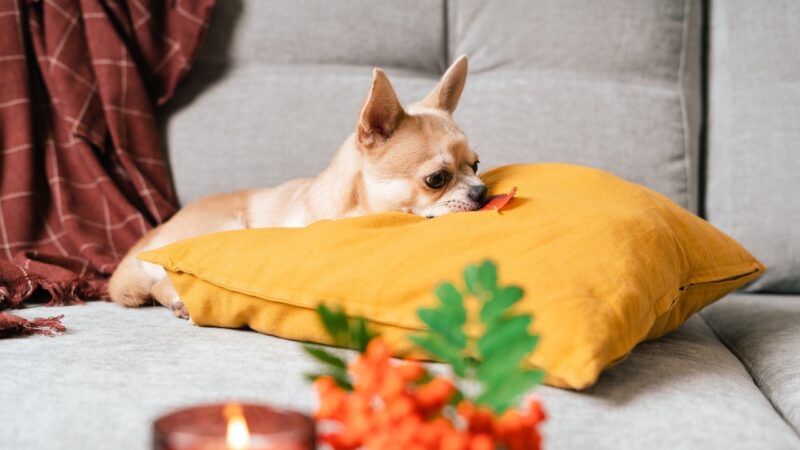 Čivava leži na žutom jastuku na kauču i gricka igračku