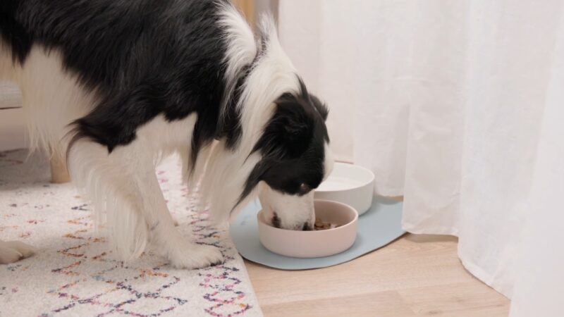 Border koli jede iz činije u kući pored svoje posude za vodu