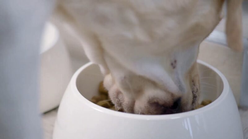 Labrador jede granule iz bele činije u krupnom planu