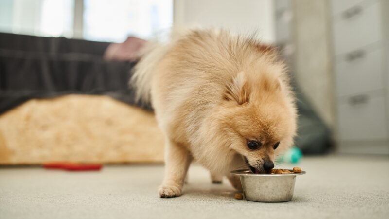 Pomeranac jede granule iz metalne posude na podu u stanu