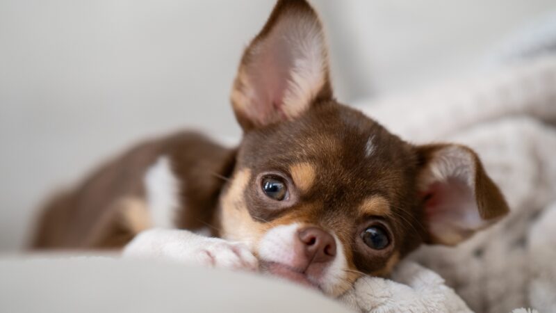 Štene čivave leži na mekanom ćebetu i gleda pravo u kameru