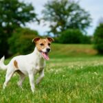 Jack Russell terijer u travi