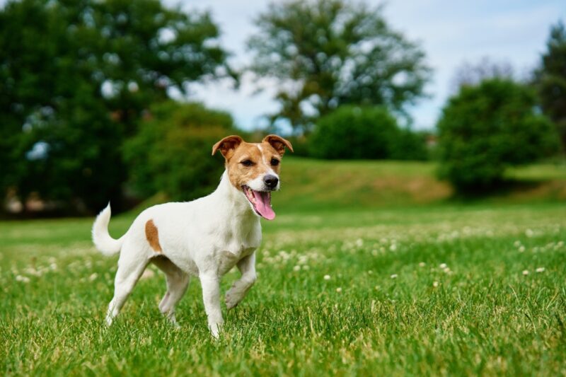 Jack Russell terijer u travi