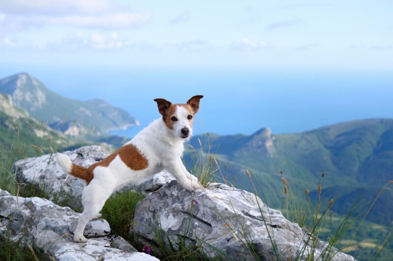 jack russell terijer na planini