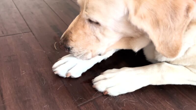 Pas leži na podu i liže svoju prednju šapu