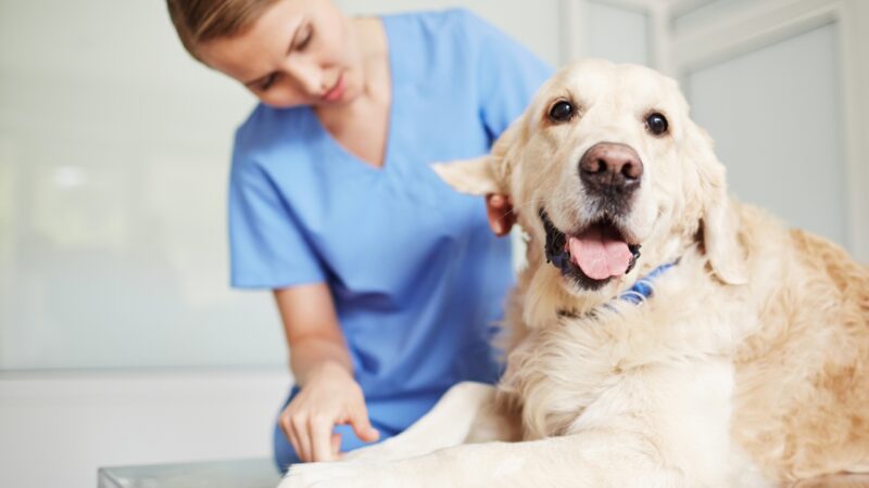 Veterinar pregleda psa na stolu