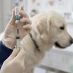 Kada štene sme napolje posle vakcine