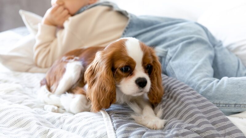 Kavalirski španijel leži na krevetu pored deteta