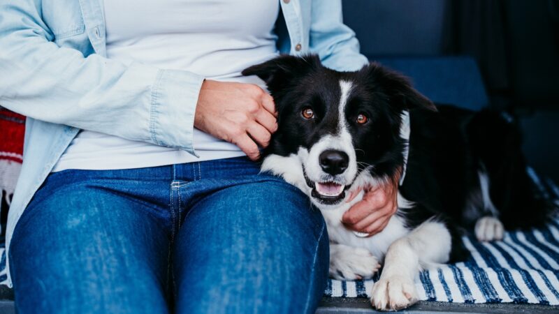 Border koli leži uz vlasnika i oslanja glavu na njegovo krilo