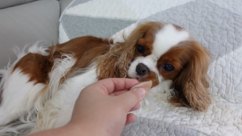 Kavalirski španijel leži na krevetu dok mu ruka pruža komad hrane