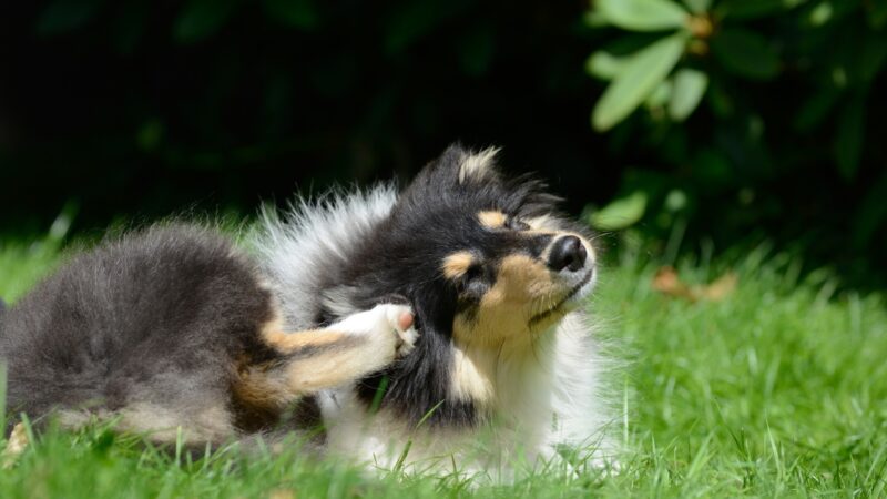 Pas leži na travi i češe se zadnjom šapom