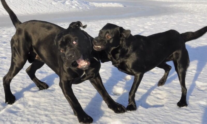 Kane Korso je izuzetno lojalan, uravnotežen i zaštitnički nastrojen pas
