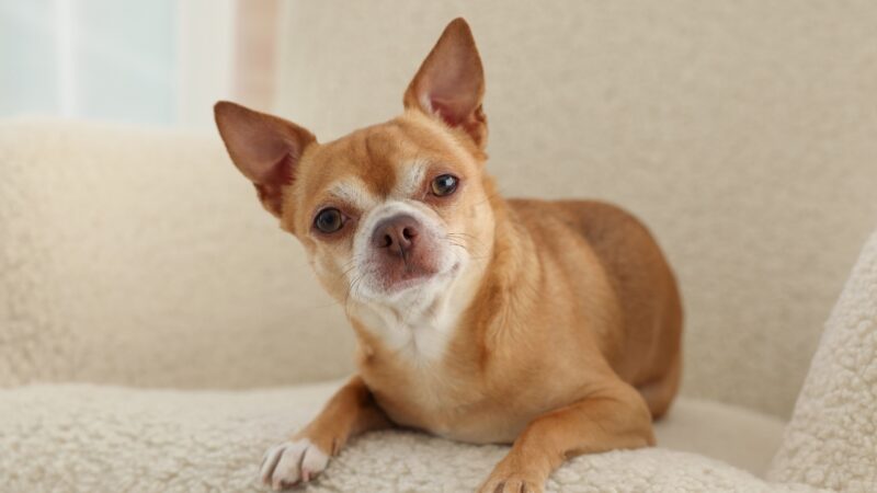 Svetlosmeđa čivava leži na mekanoj podlozi i gleda pravo u kameru