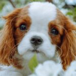 Kavalirski španijel krupnih očiju leži među belim cvetovima