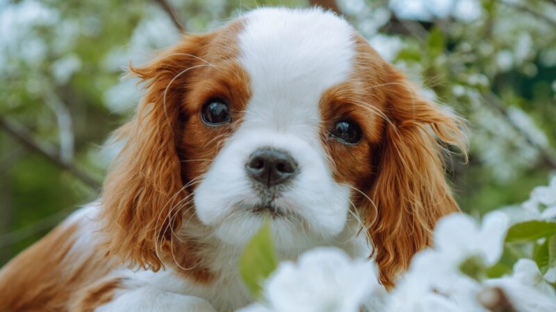 Kavalirski španijel krupnih očiju leži među belim cvetovima