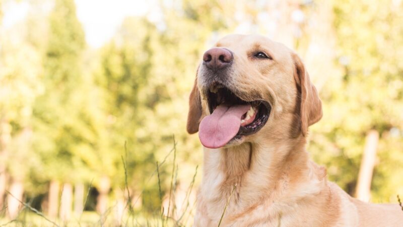 Labrador sedi napolju i drži otvorena usta sa isplaženim jezikom