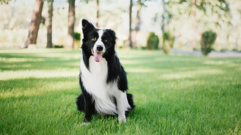 Border koli sedi na travi u parku sa isplaženim jezikom