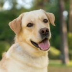 Zlatni labrador retriver sedi u parku i gleda pravo u kameru sa otvorenim ustima