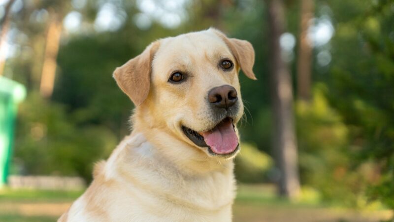 Zlatni labrador retriver sedi u parku i gleda pravo u kameru sa otvorenim ustima