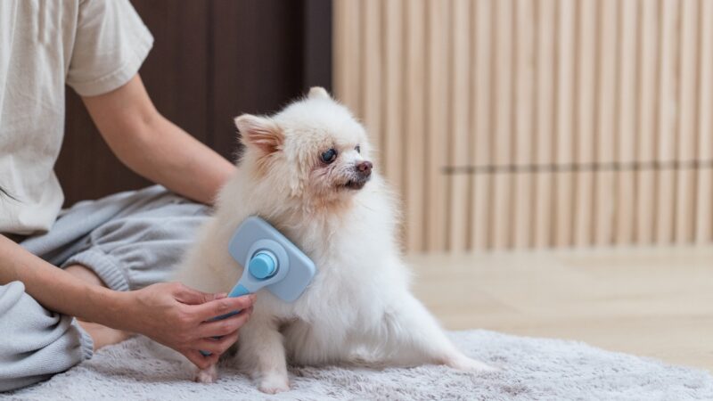 Osoba četka pomeranca u stanu, dok pas mirno sedi i gleda u stranu